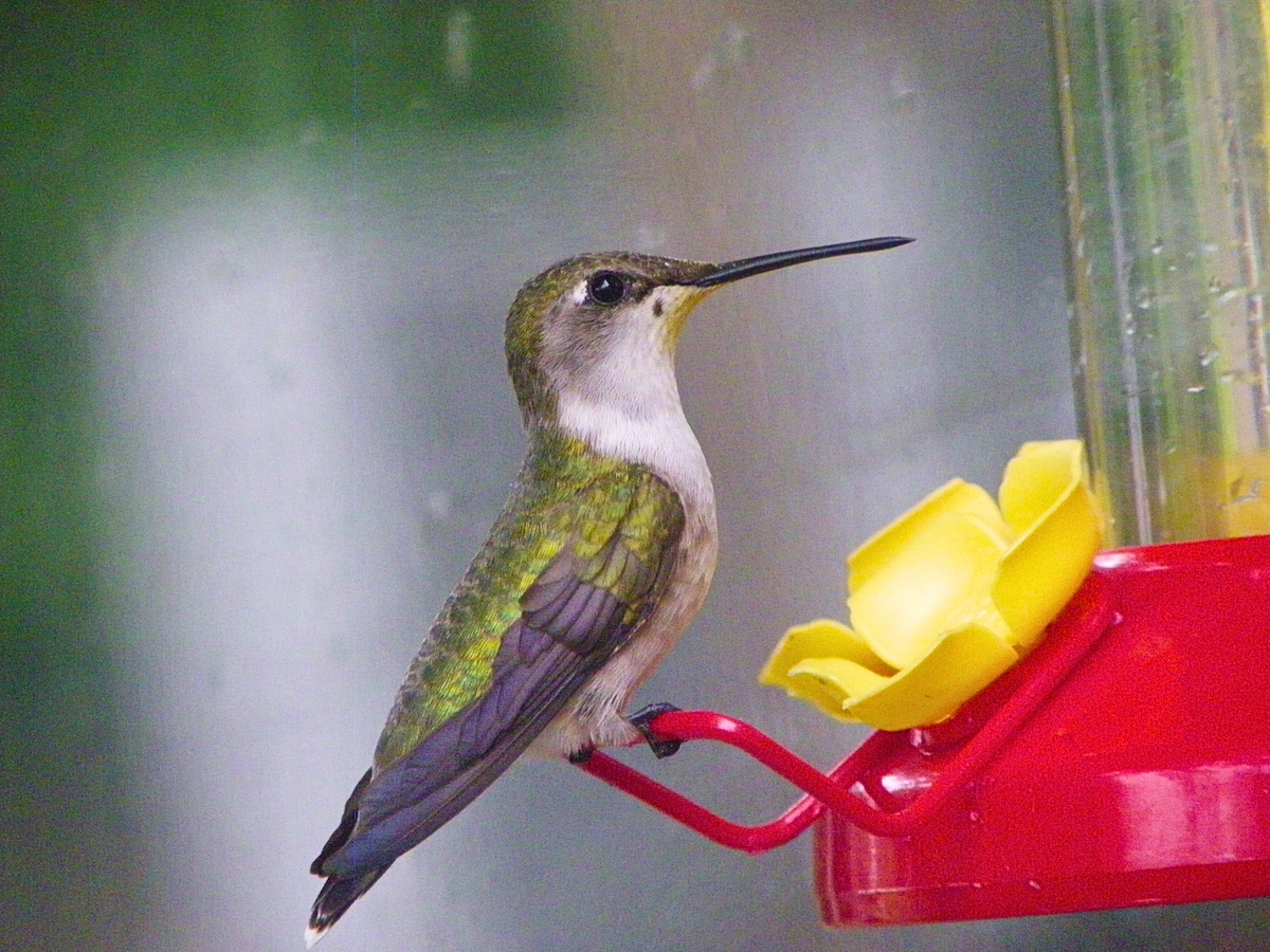 Ruby-throated Hummingbird - ML617434196