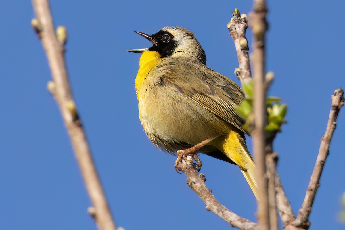 Common Yellowthroat - Kent Fiala