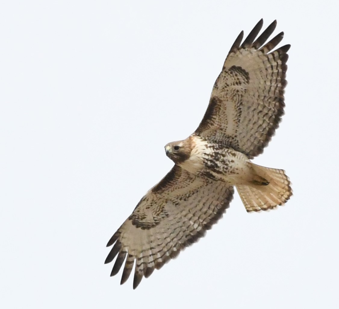 Red-tailed Hawk - ML617434243