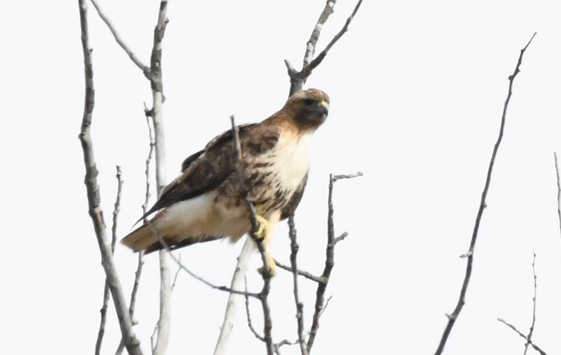 Red-tailed Hawk - ML617434244