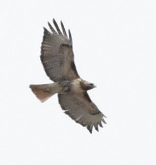 Red-tailed Hawk - ML617434245