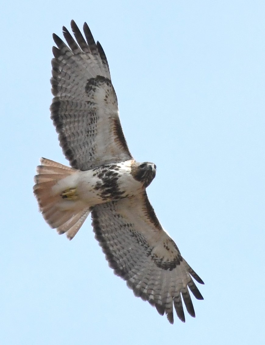 Red-tailed Hawk - ML617434246