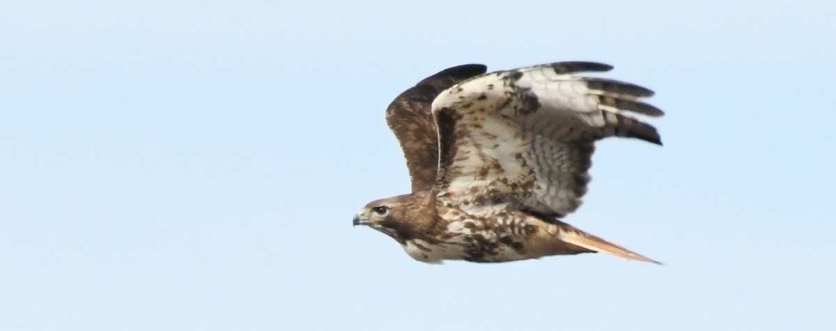 Red-tailed Hawk - ML617434247