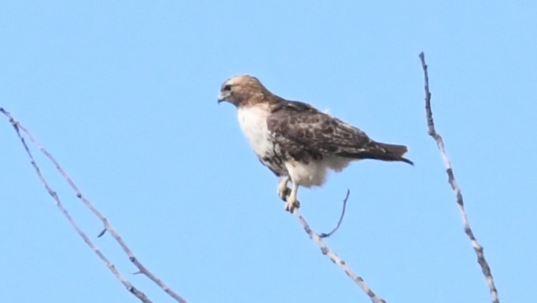 Red-tailed Hawk - ML617434248