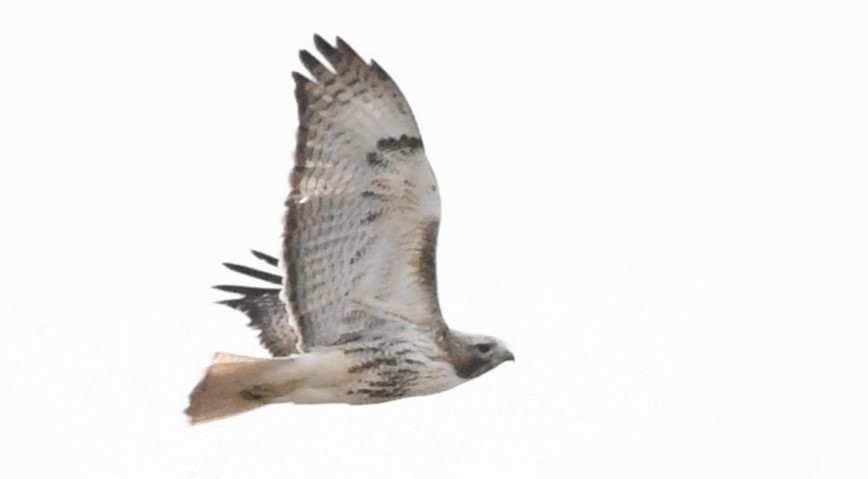 Red-tailed Hawk - ML617434249