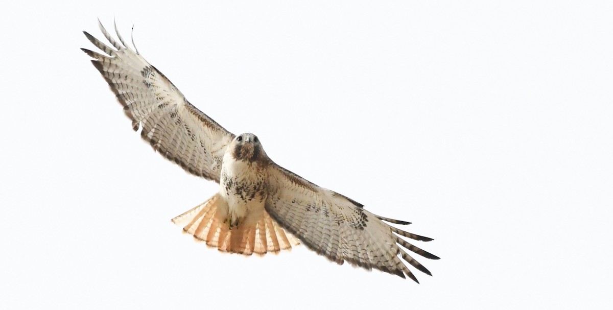 Red-tailed Hawk - ML617434250