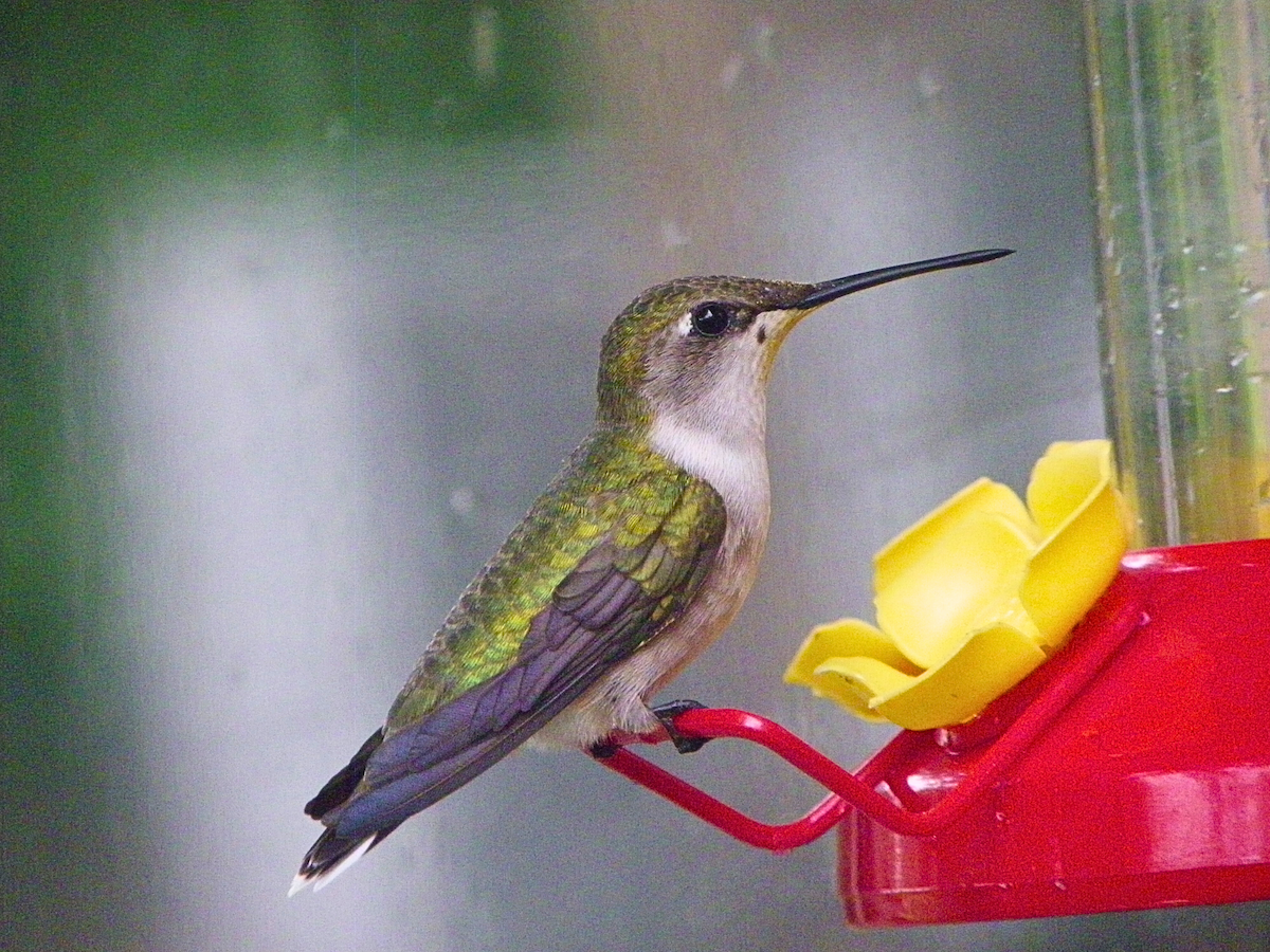 Ruby-throated Hummingbird - ML617434269