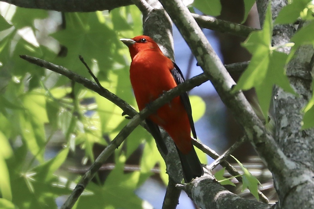 Scarlet Tanager - Irvin Pitts