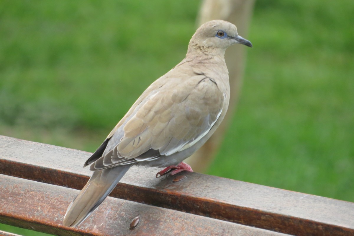 West Peruvian Dove - ML617434312