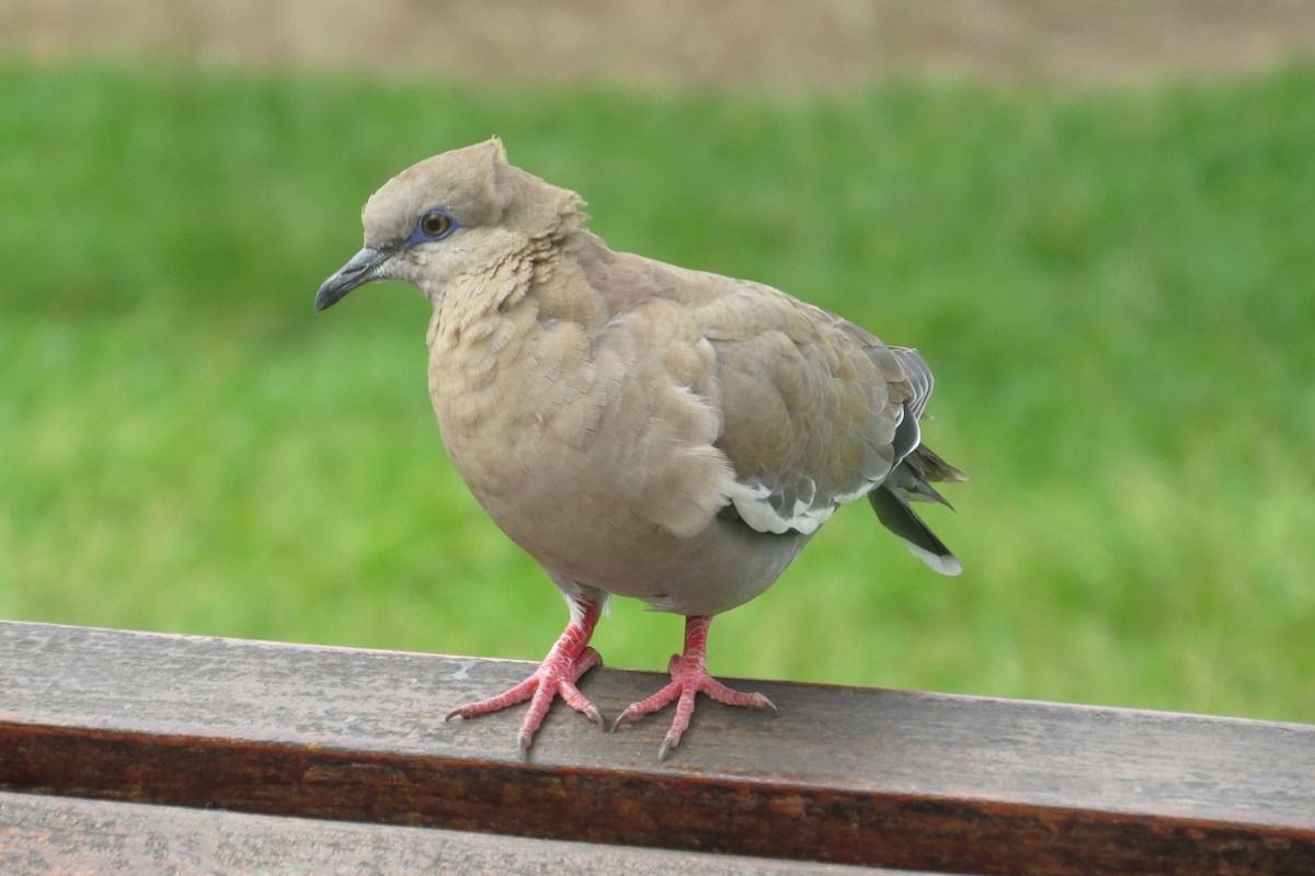 West Peruvian Dove - ML617434328