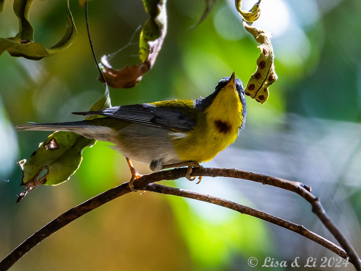 Crescent-chested Warbler - ML617434396