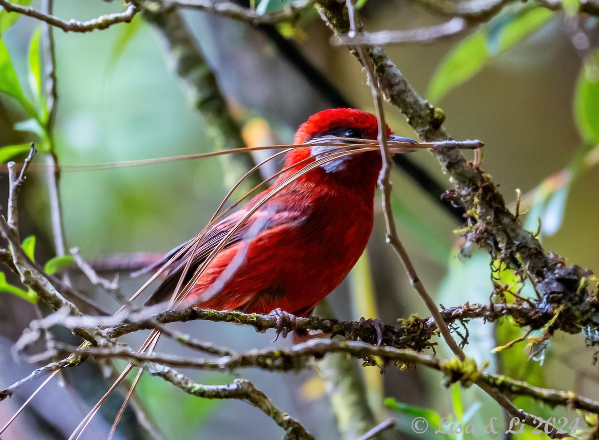 Red Warbler (White-cheeked) - ML617434406