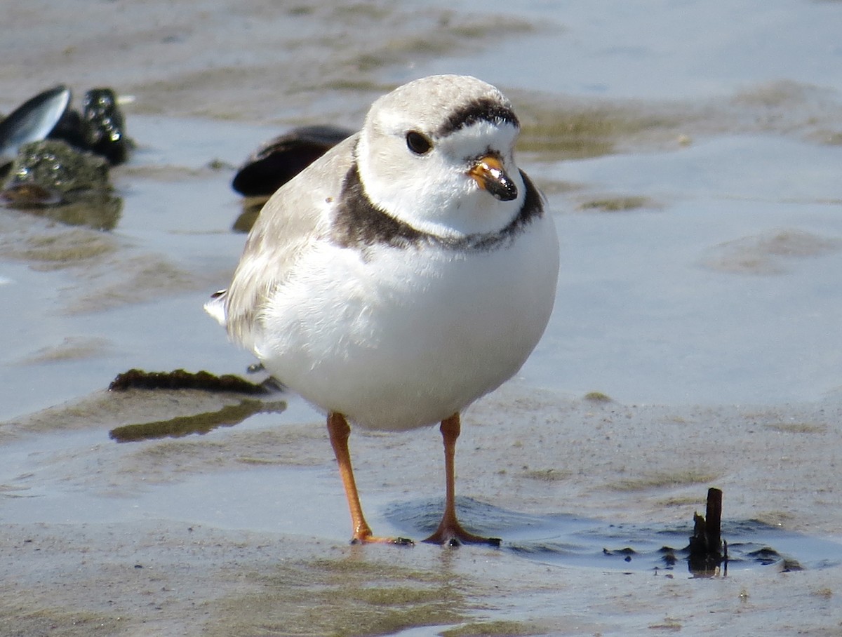 Piping Plover - ML617434446