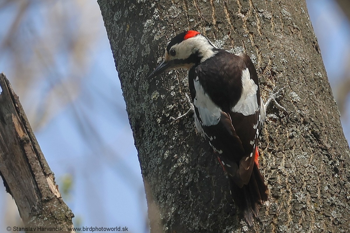 Syrian Woodpecker - ML617434454