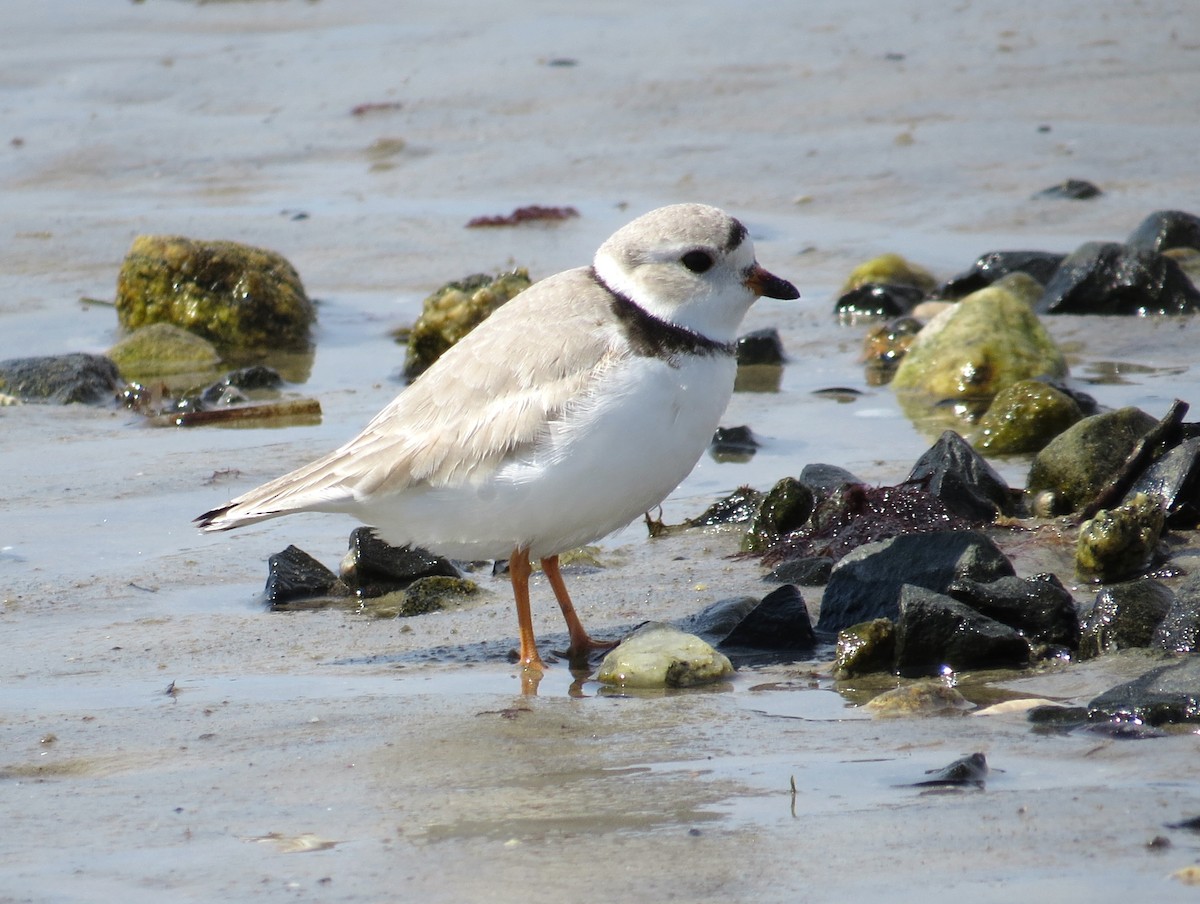 Piping Plover - ML617434459
