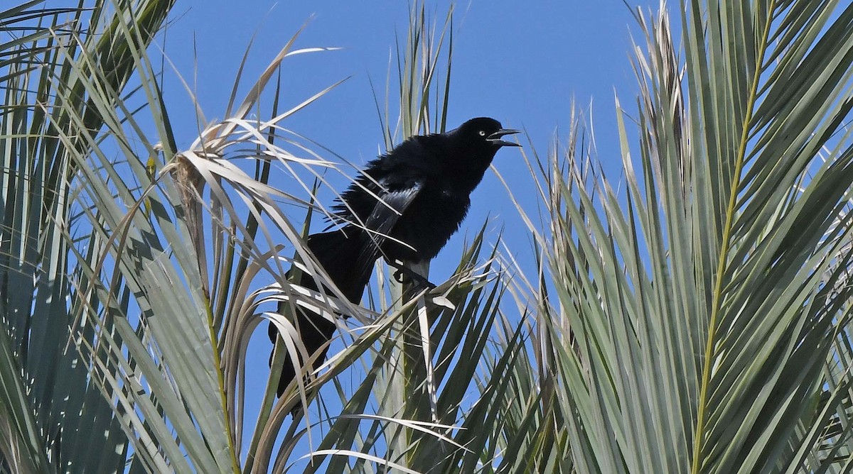 Great-tailed Grackle - ML617434539