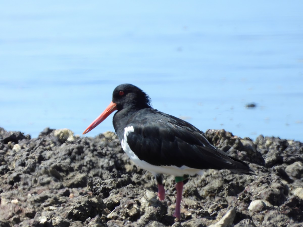 Pied Oystercatcher - Patrick Reed