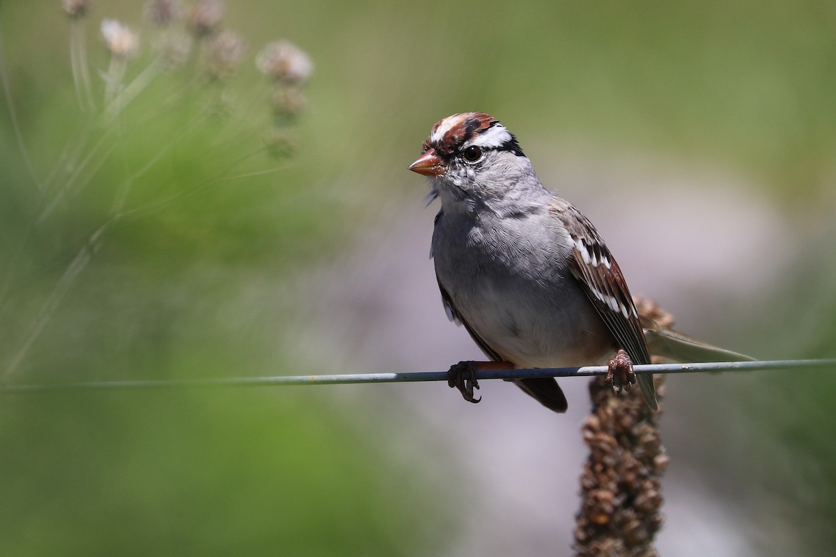 White-crowned Sparrow (Dark-lored) - ML617434649