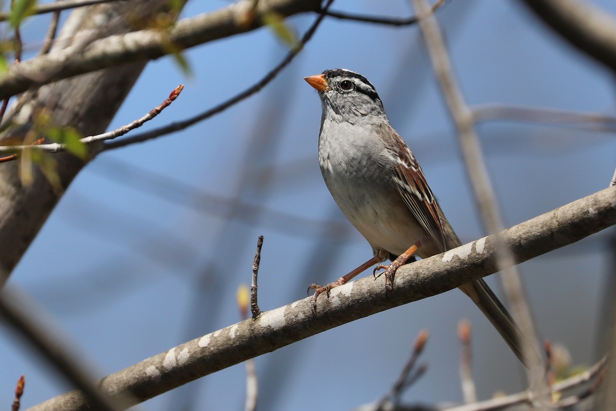 White-crowned Sparrow (Gambel's) - Martina Nordstrand