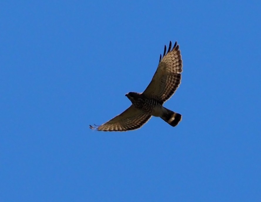 Broad-winged Hawk (Northern) - ML617434659