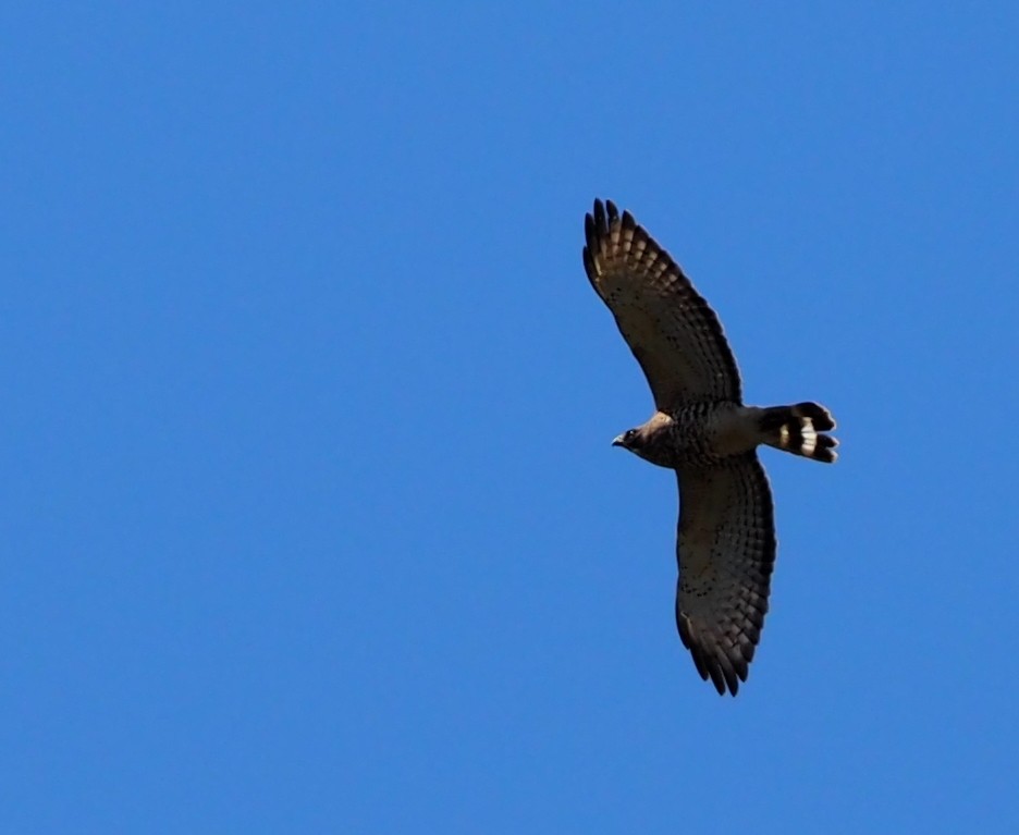 Broad-winged Hawk (Northern) - ML617434660