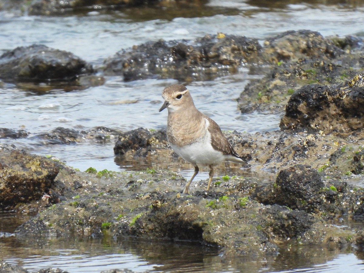 Rufous-chested Dotterel - ML617434728