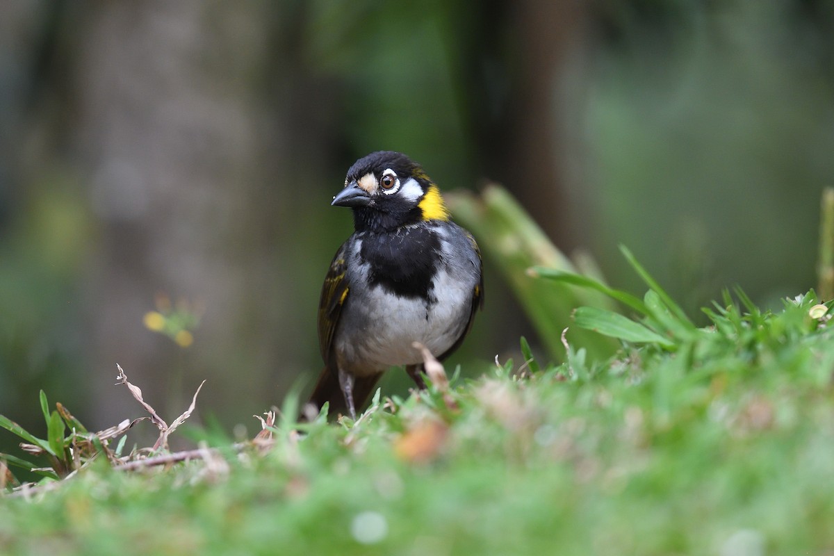 White-eared Ground-Sparrow - terence zahner