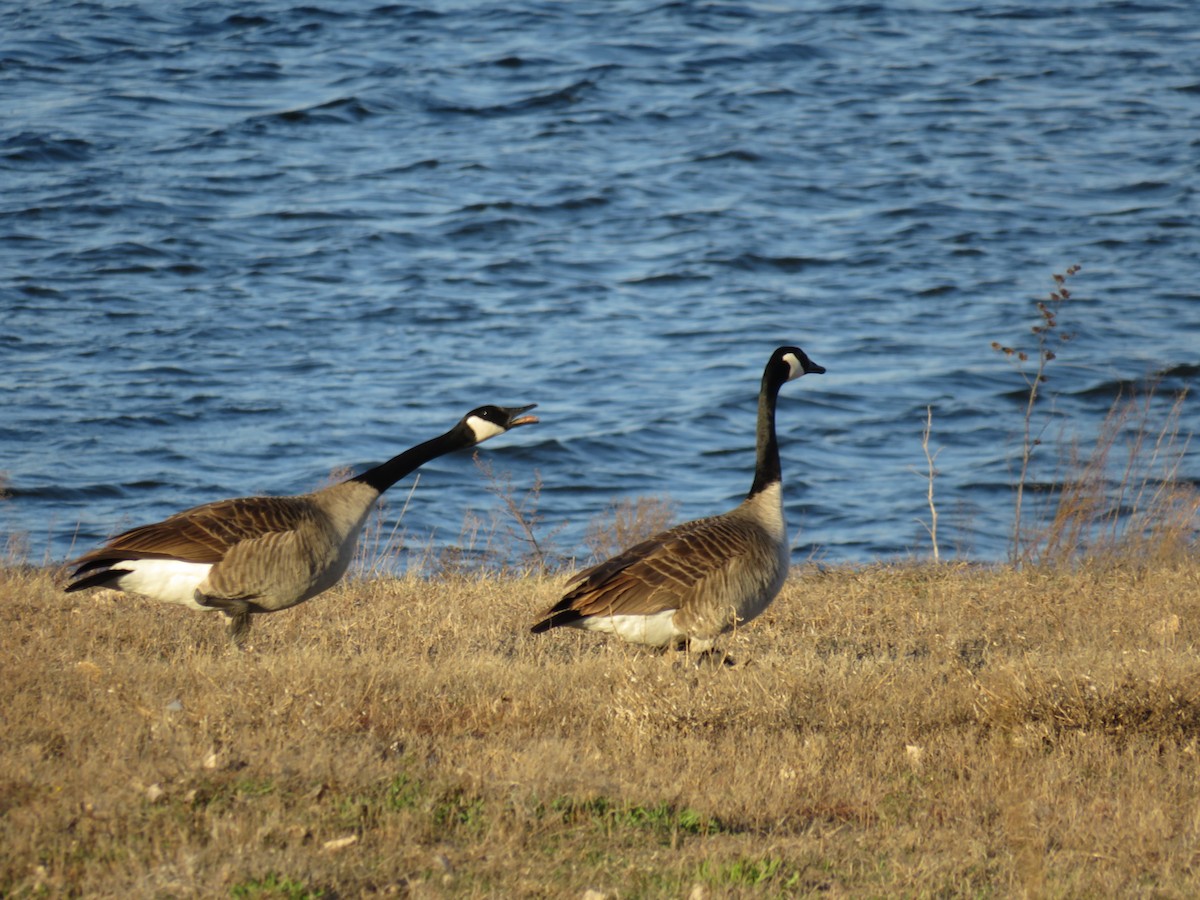 eBird Checklist - 3 Apr 2024 - Oreapolis, Nebraska, US - 7 species