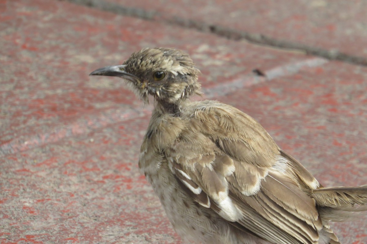 Long-tailed Mockingbird - ML617434755