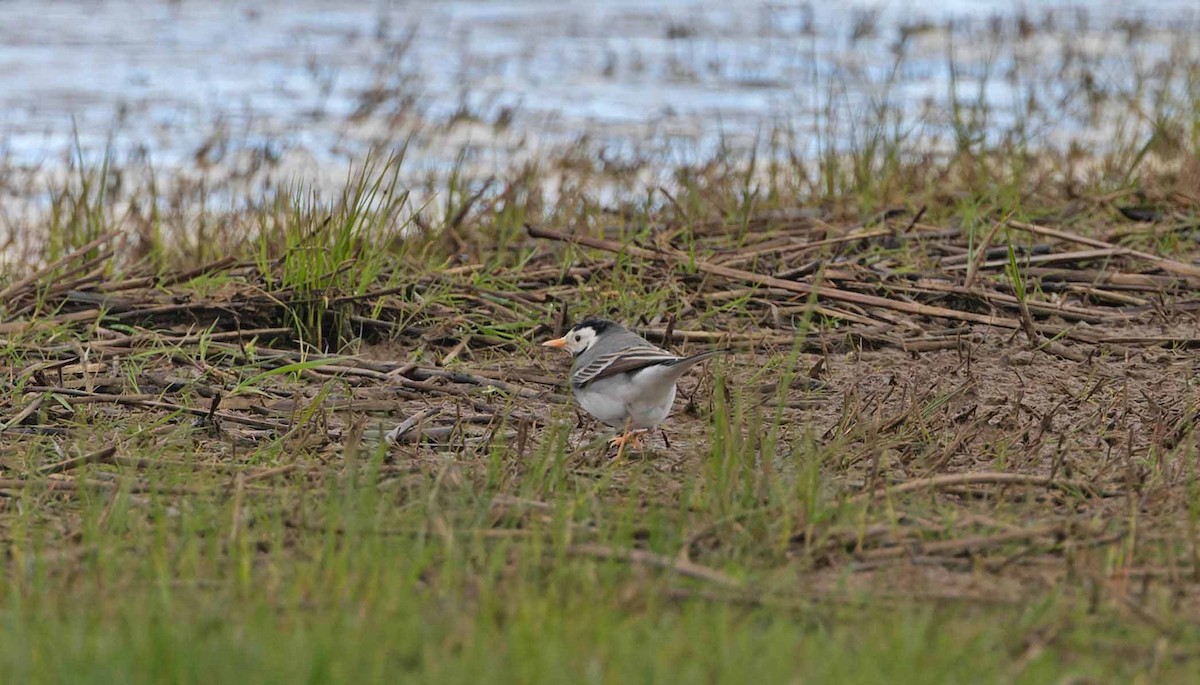 White Wagtail (White-faced) - ML617434780