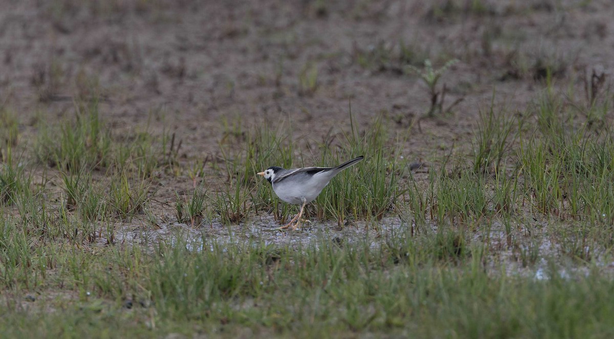 White Wagtail (White-faced) - ML617434781