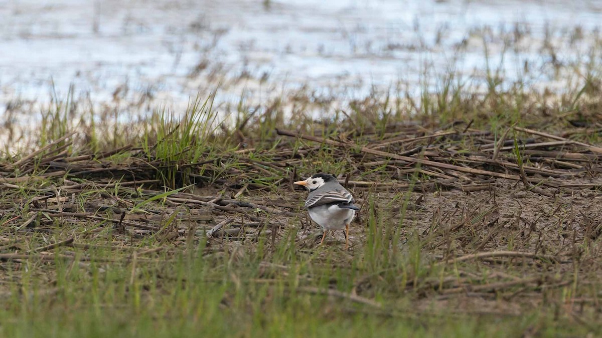 White Wagtail (White-faced) - ML617434782