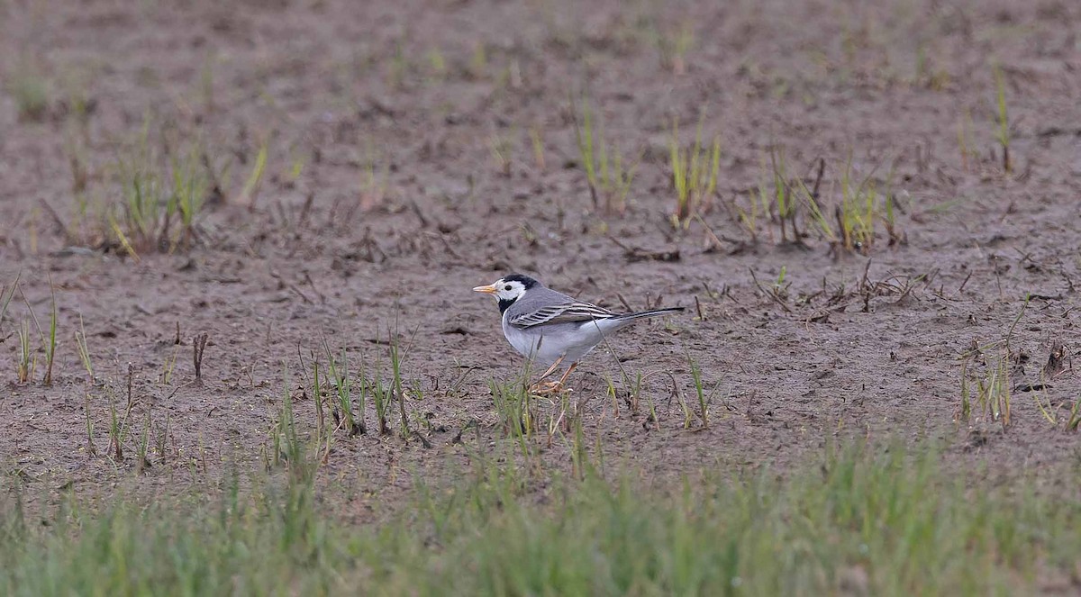 White Wagtail (White-faced) - ML617434783