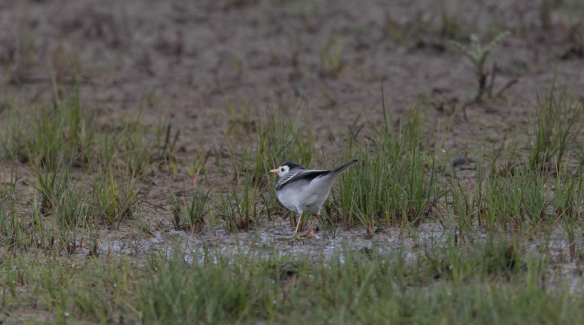 White Wagtail (White-faced) - ML617434784