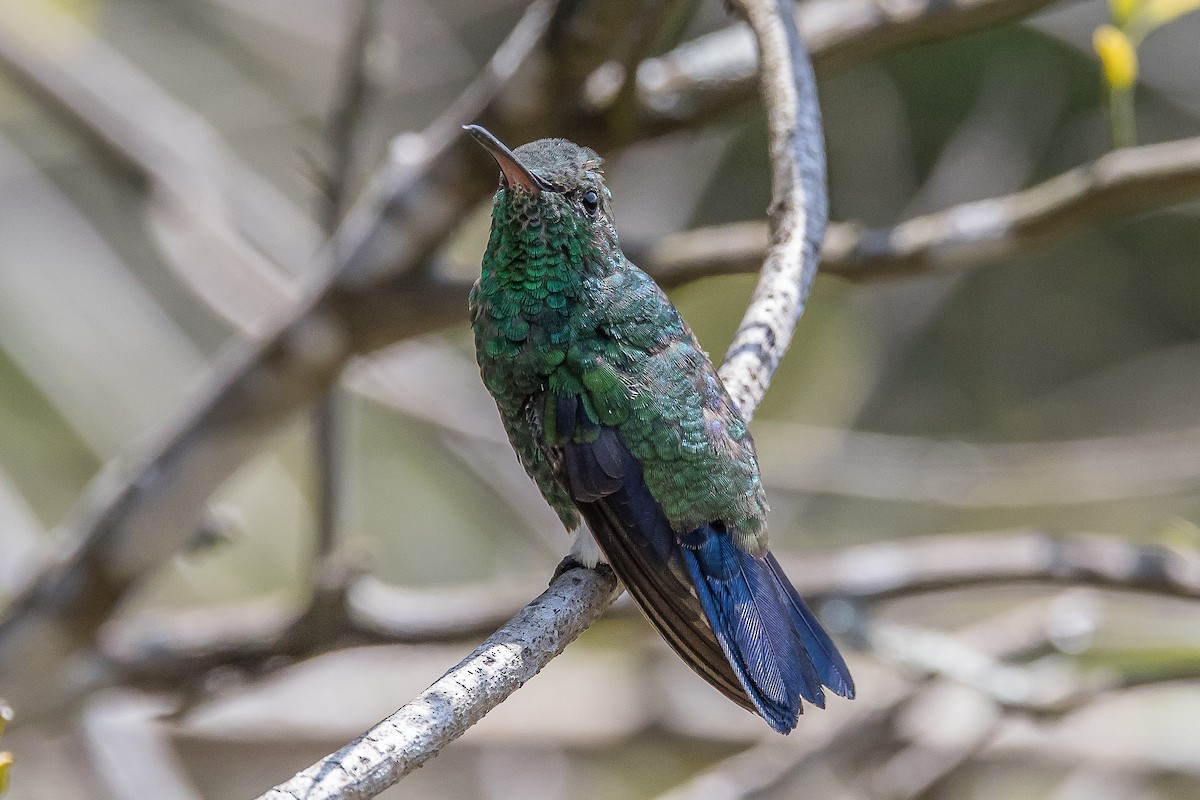 Steely-vented Hummingbird - Paul Budde