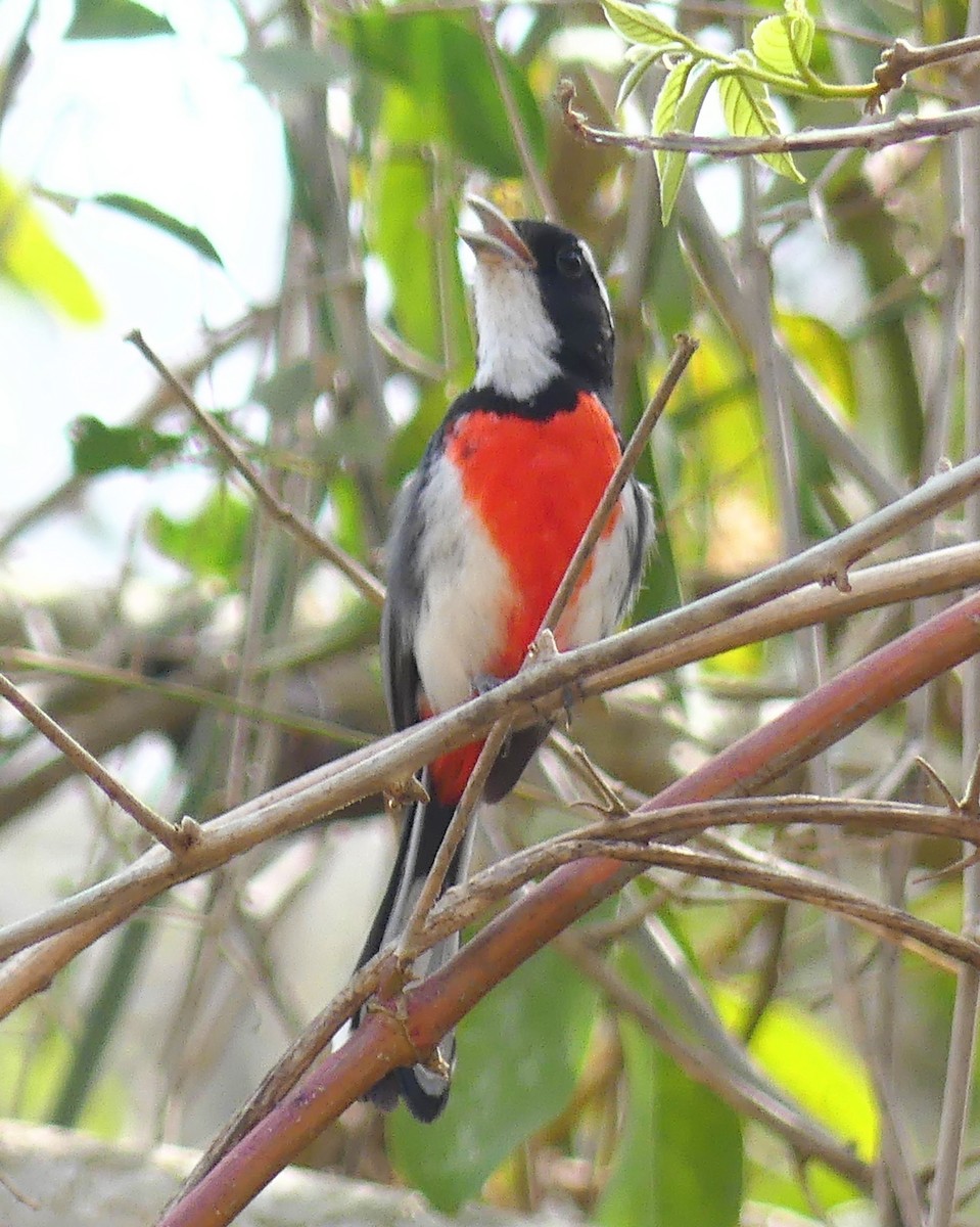 Red-breasted Chat - Dave Busch