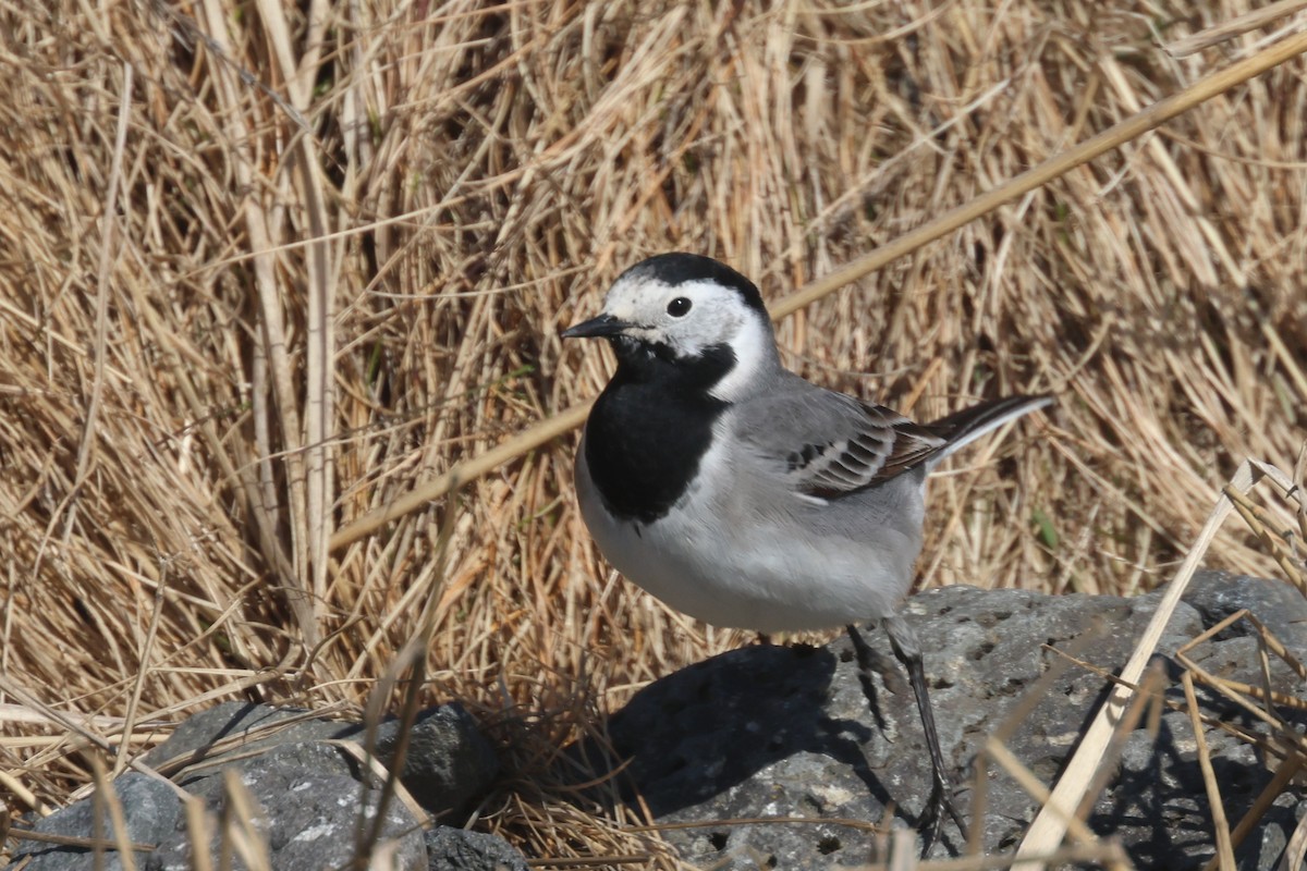 White Wagtail (White-faced) - ML617434898