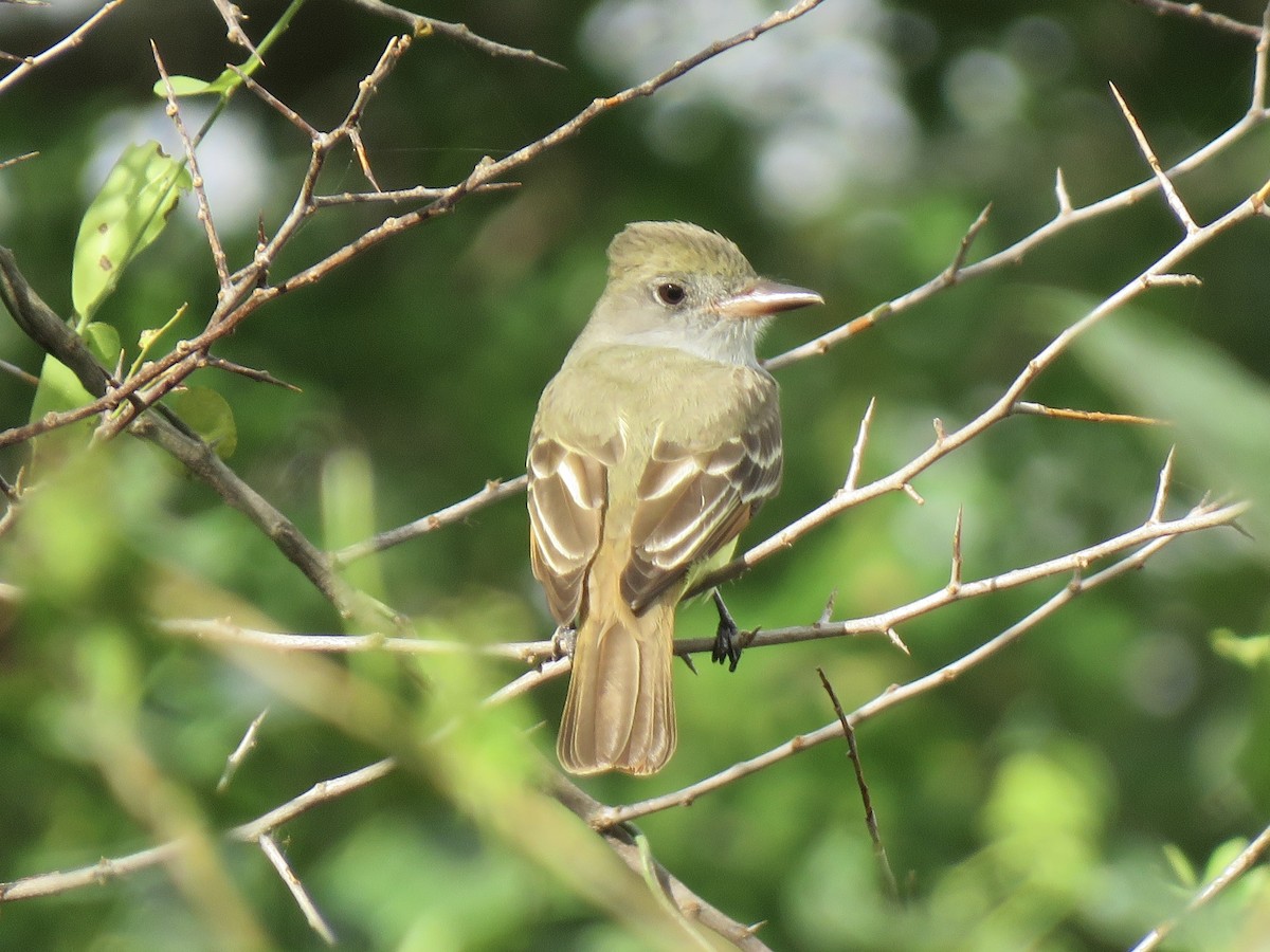Great Crested Flycatcher - ML617434909