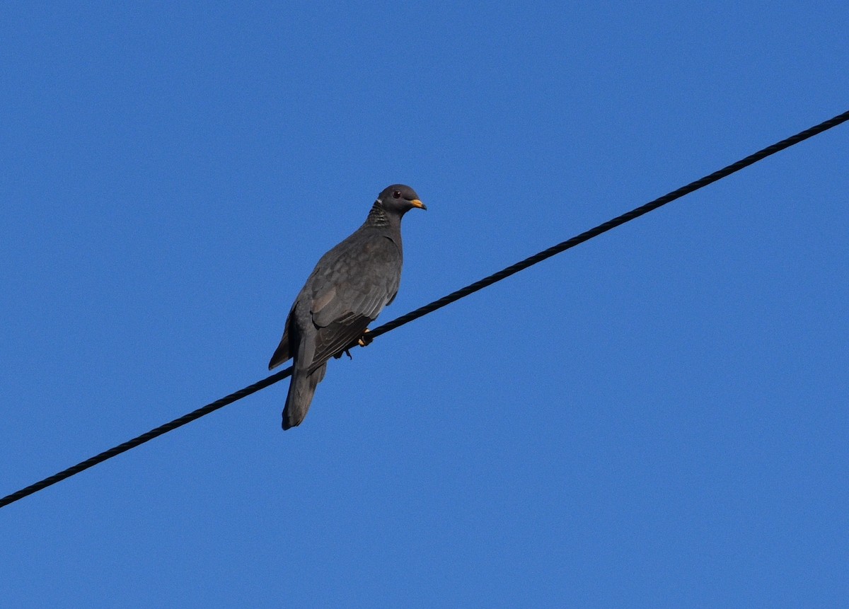 Band-tailed Pigeon - Ezra Garfield