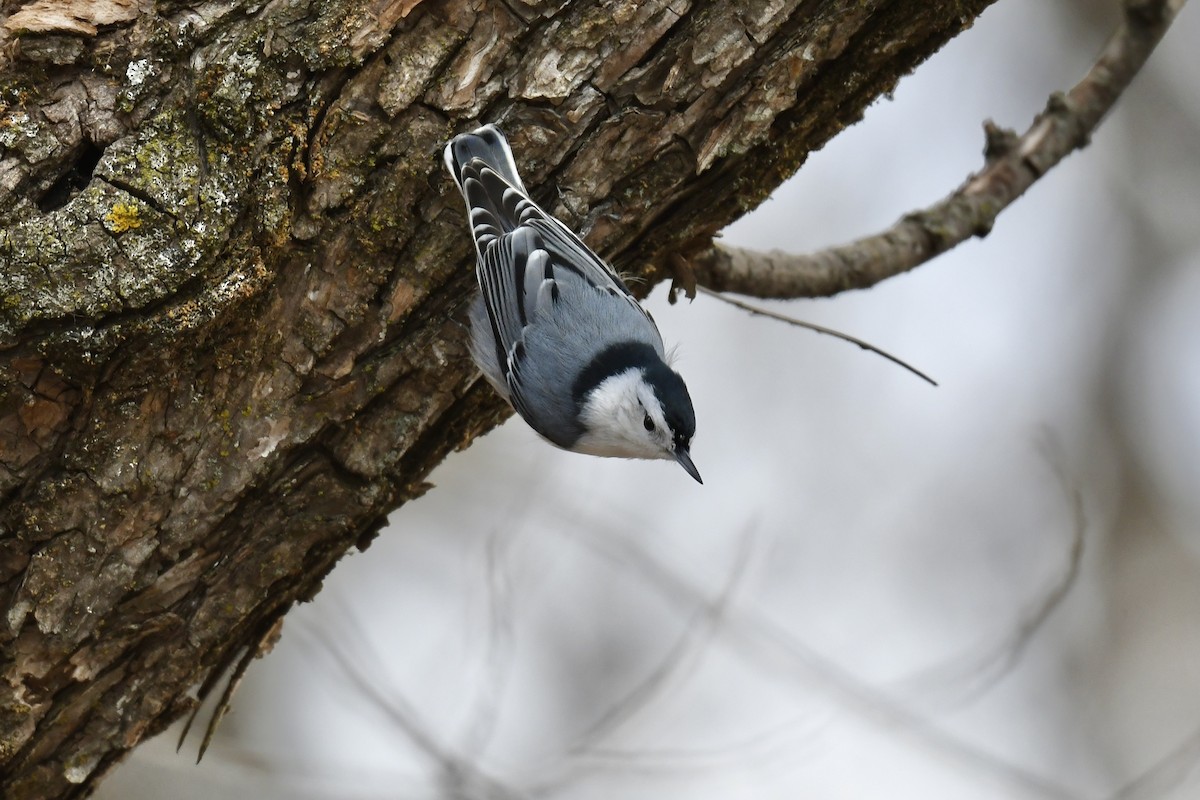 White-breasted Nuthatch - Christiane Hébert