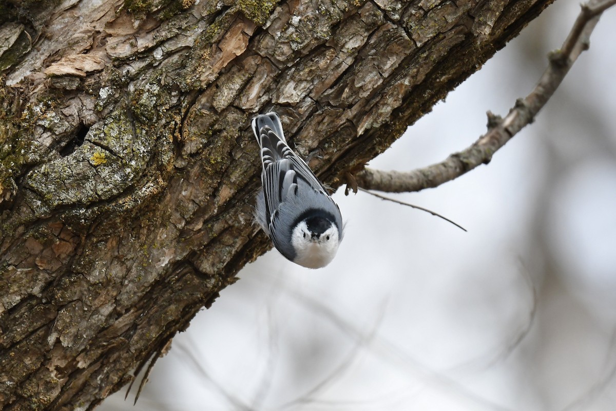 White-breasted Nuthatch - Christiane Hébert