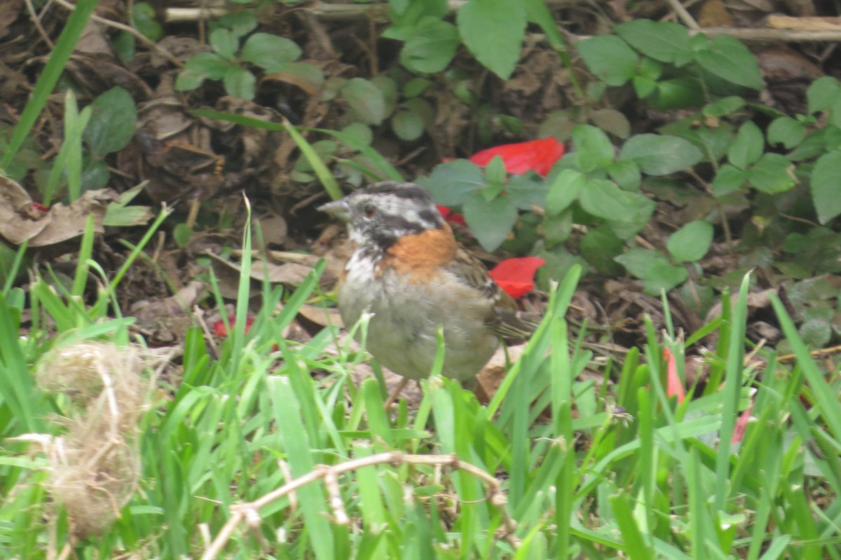 Rufous-collared Sparrow - Gary Prescott