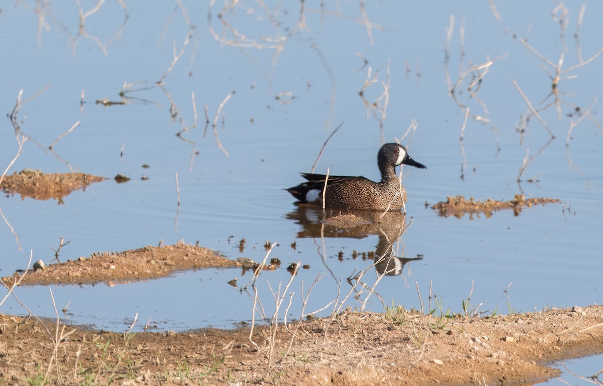 Blue-winged Teal - ML617435072