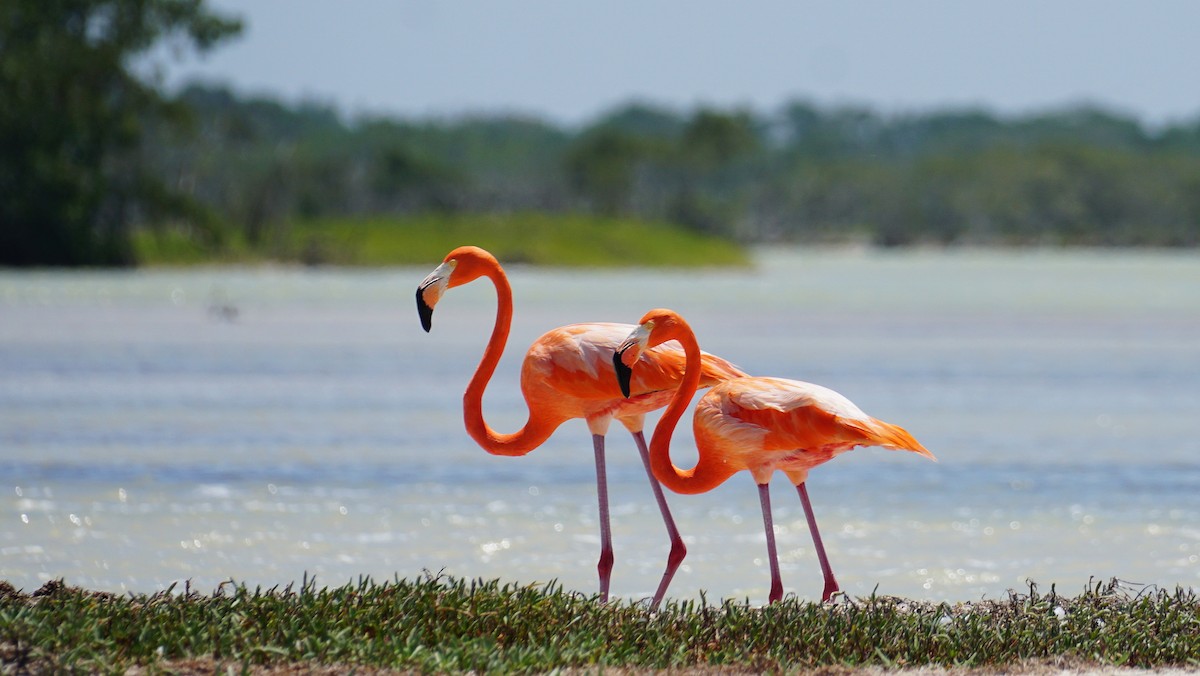 American Flamingo - ML617435085