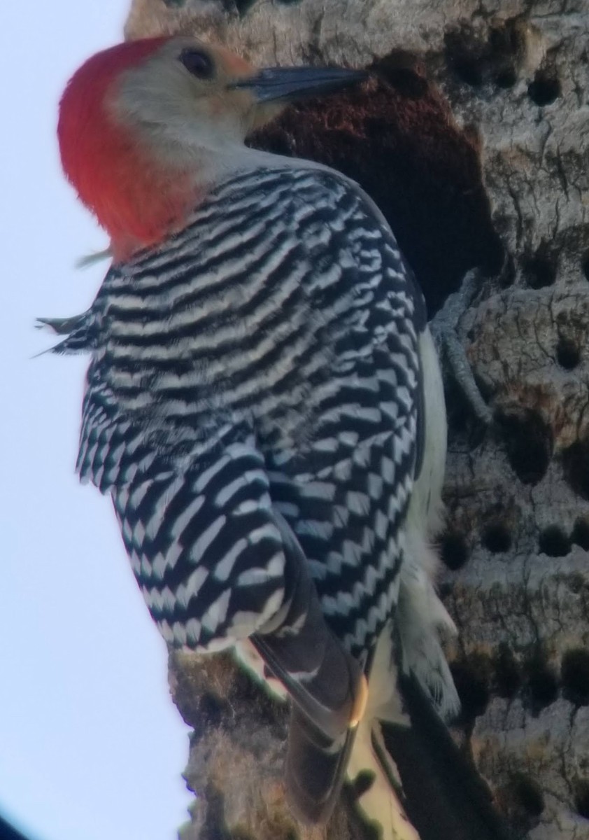 Red-bellied Woodpecker - ML617435096
