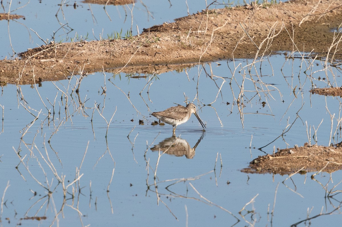 Long-billed Dowitcher - ML617435104