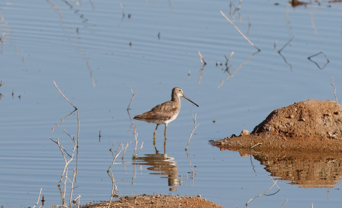 Long-billed Dowitcher - ML617435105