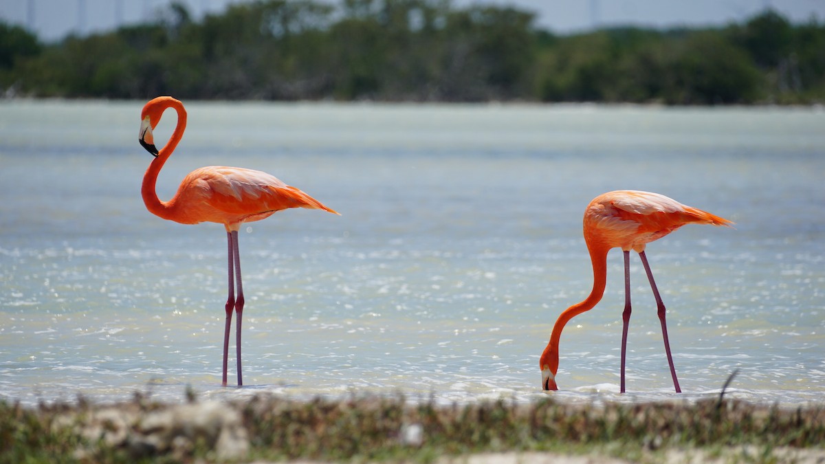 American Flamingo - Richard Mckay