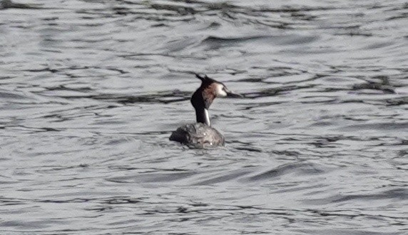 Great Crested Grebe - ML617435360