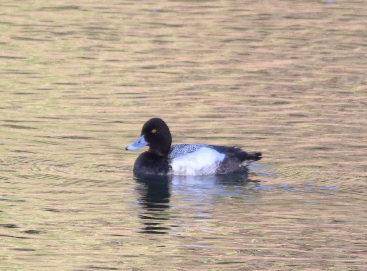 Greater Scaup - ML617435369